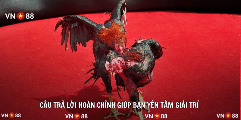 Câu trả lời hoàn chỉnh giúp bạn yên tâm giải trí