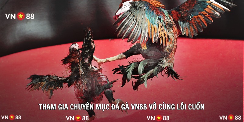 Tham gia chuyên mục đá gà VN88 vô cùng lôi cuốn